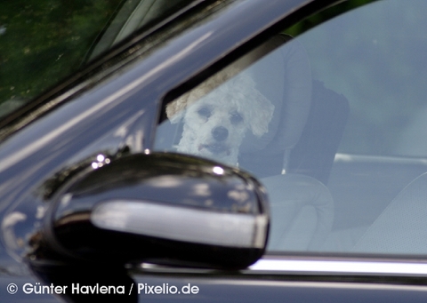 ) Hitze im Auto (Pixelio) © Günter Hevlena - Pixelio