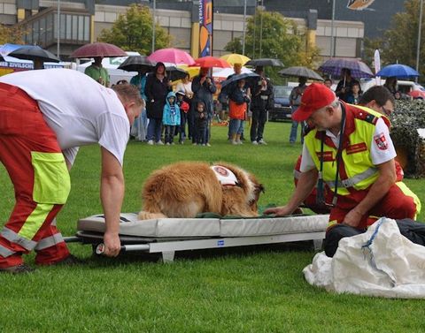 Si-Tag 2016 Wolfsberg Hunde 01 © 