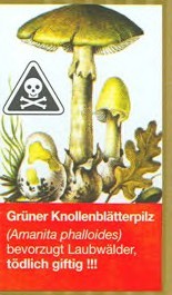 Knollenblätterpilz giftig © 